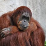  FW Zoo Orangutan 2016